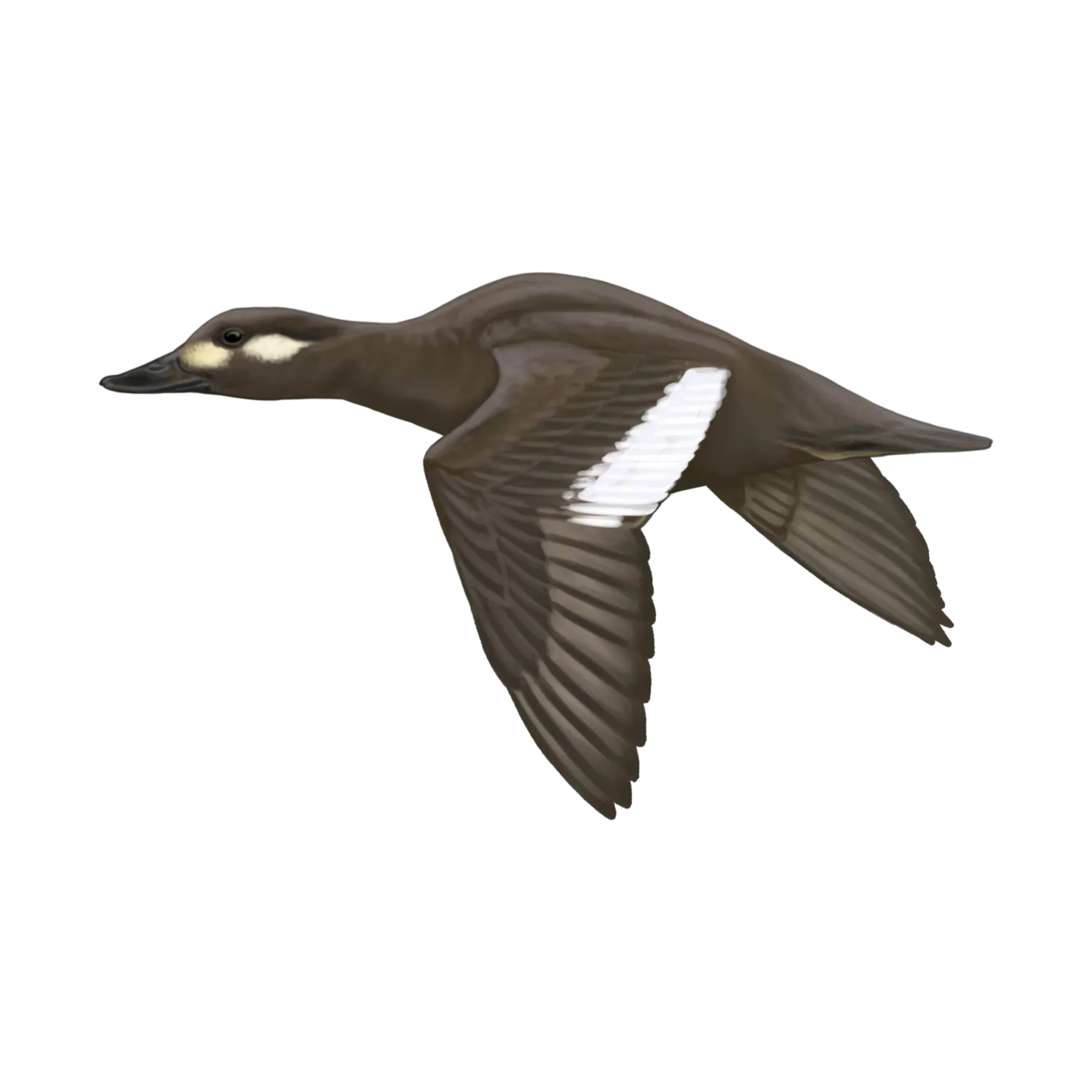 Species illustration