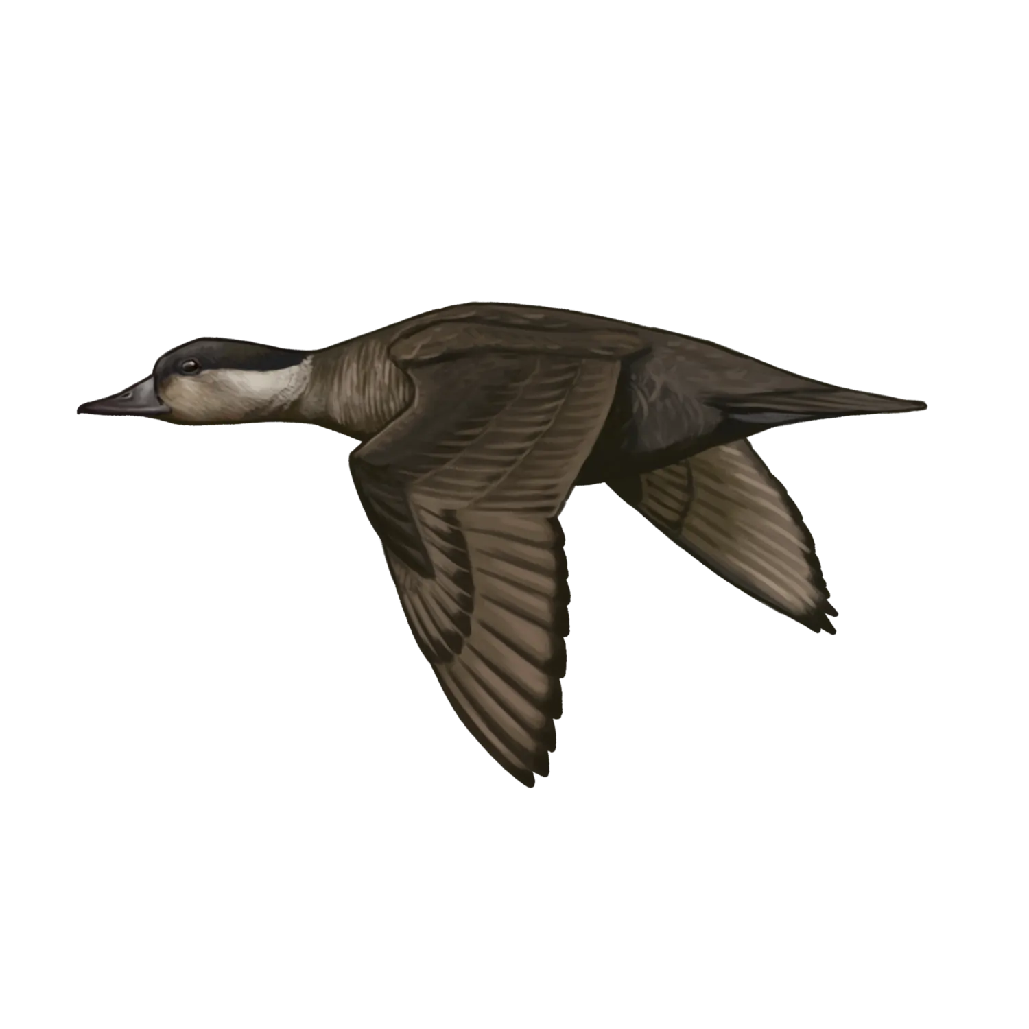Species illustration