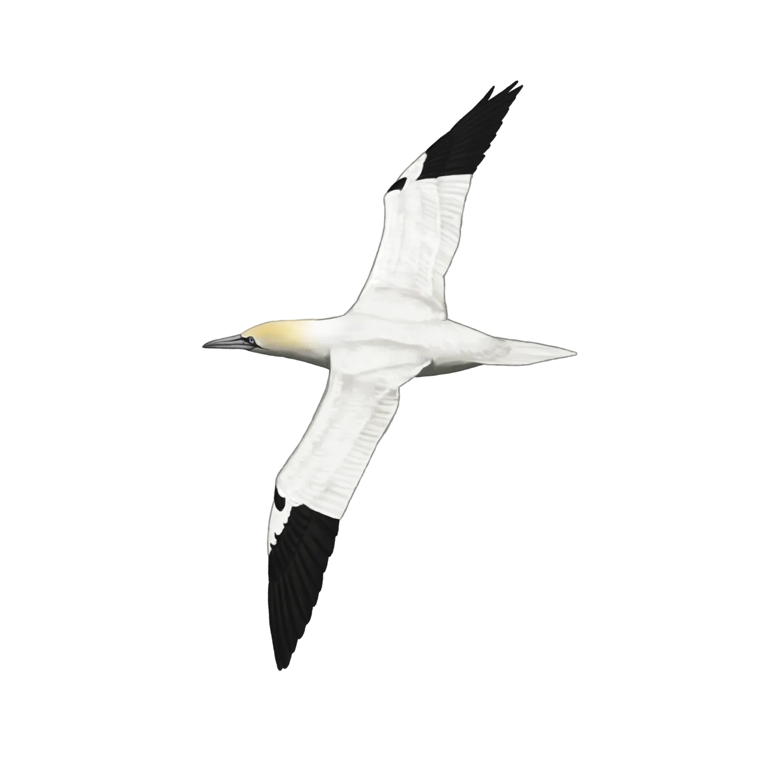 Species illustration