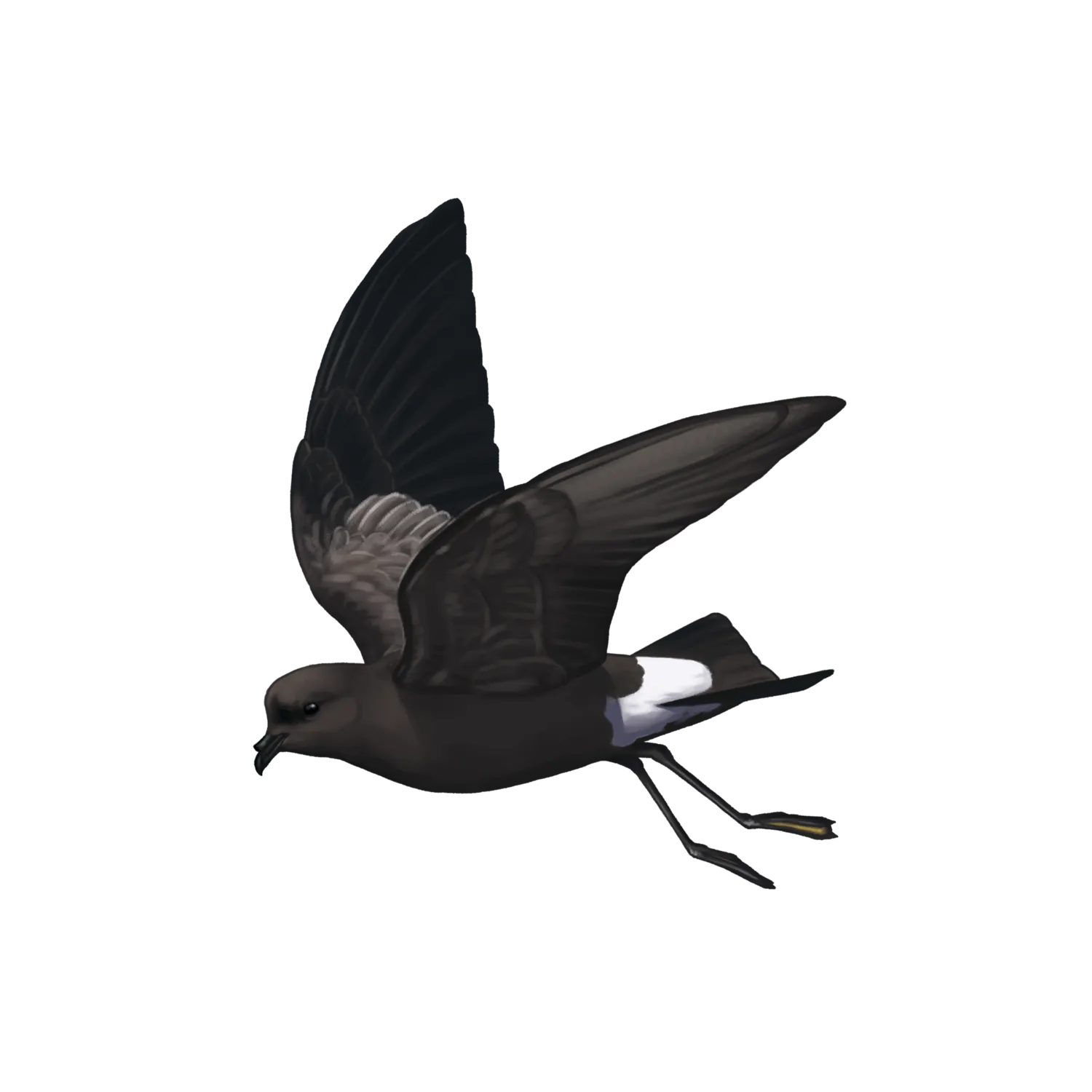 Species illustration