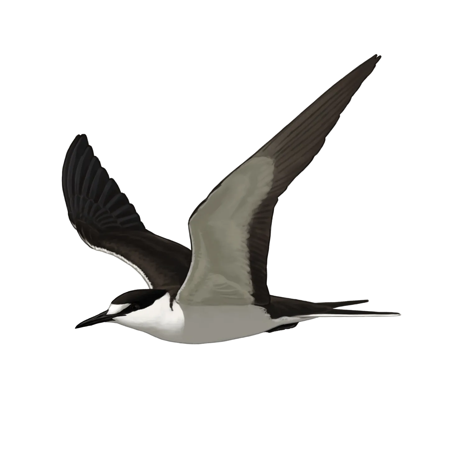 Species illustration