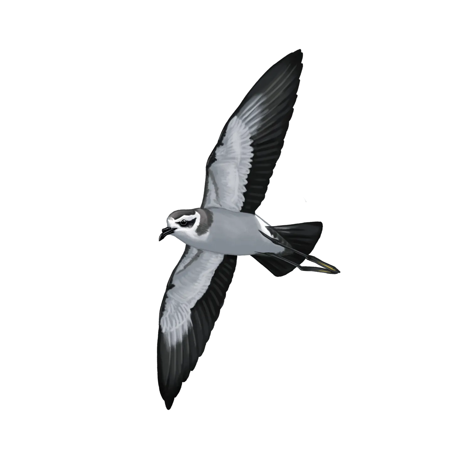 Species illustration