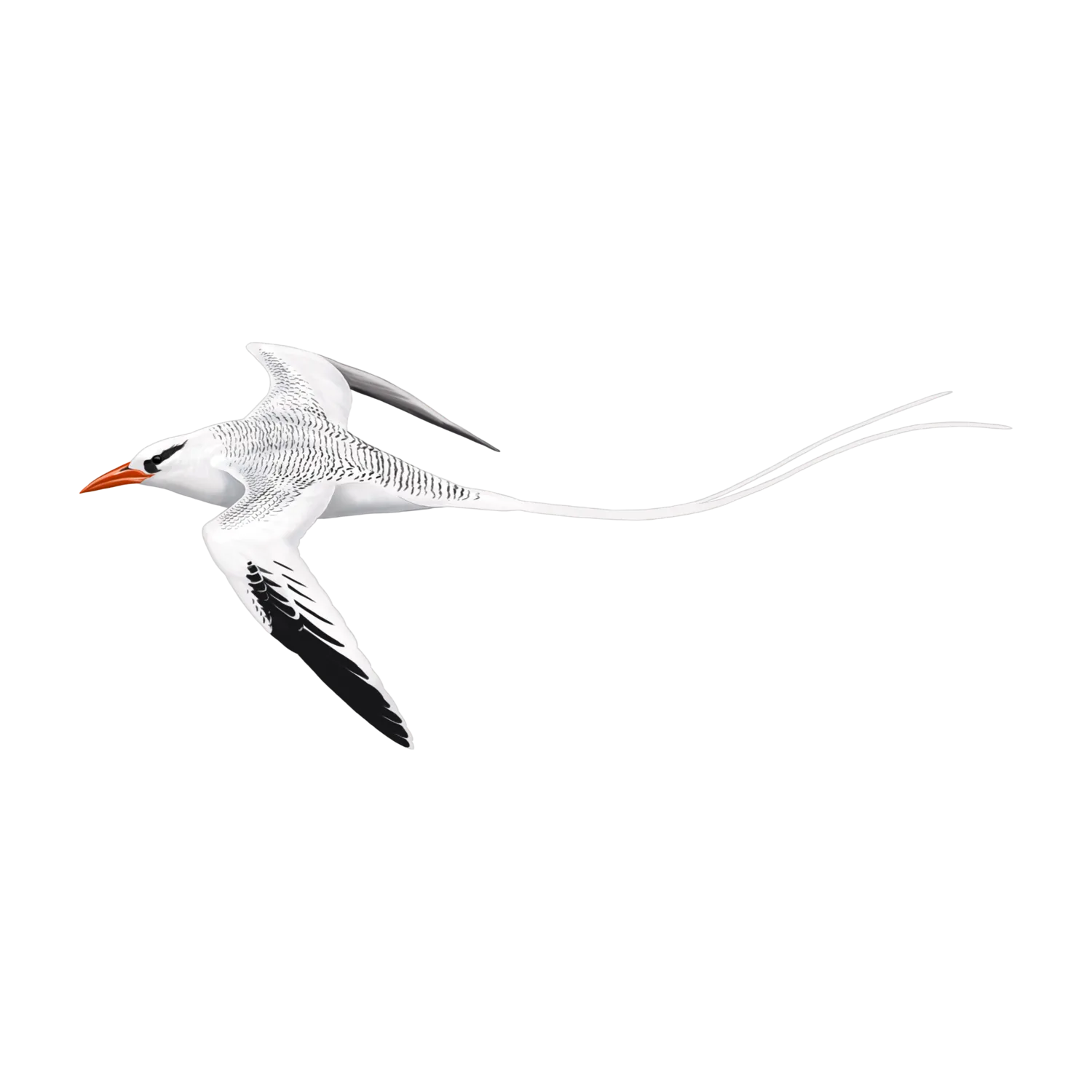 Species illustration