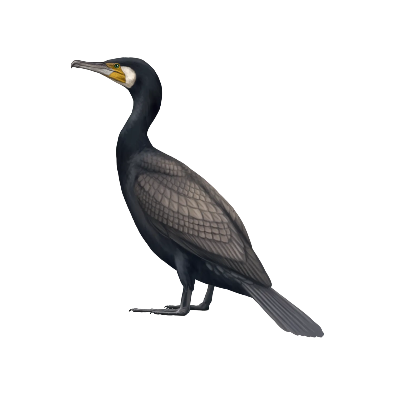 Species illustration
