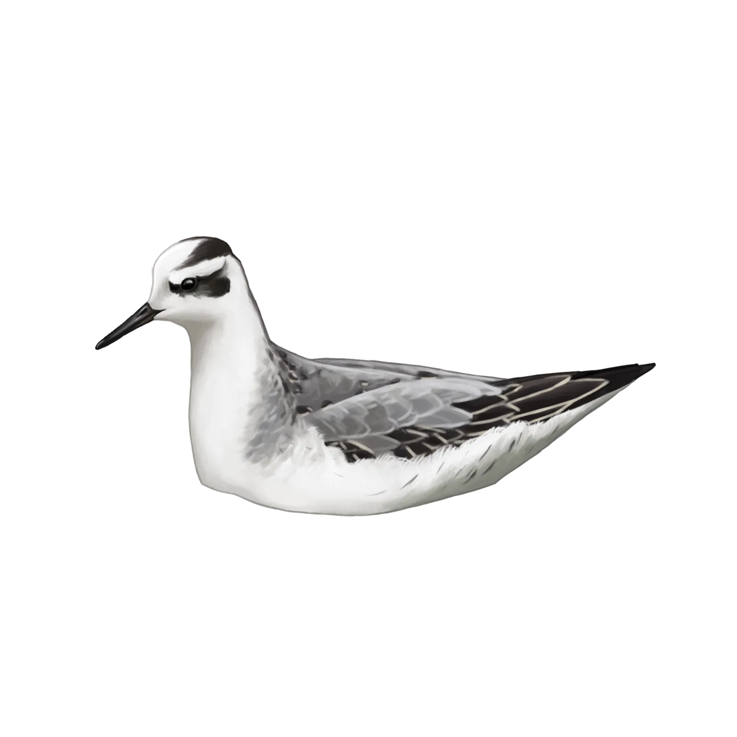 Species illustration