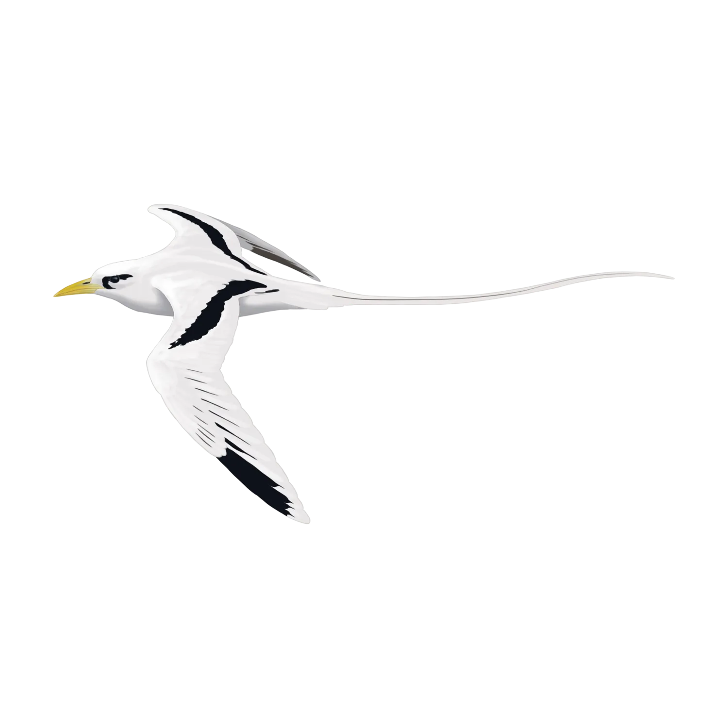 Species illustration