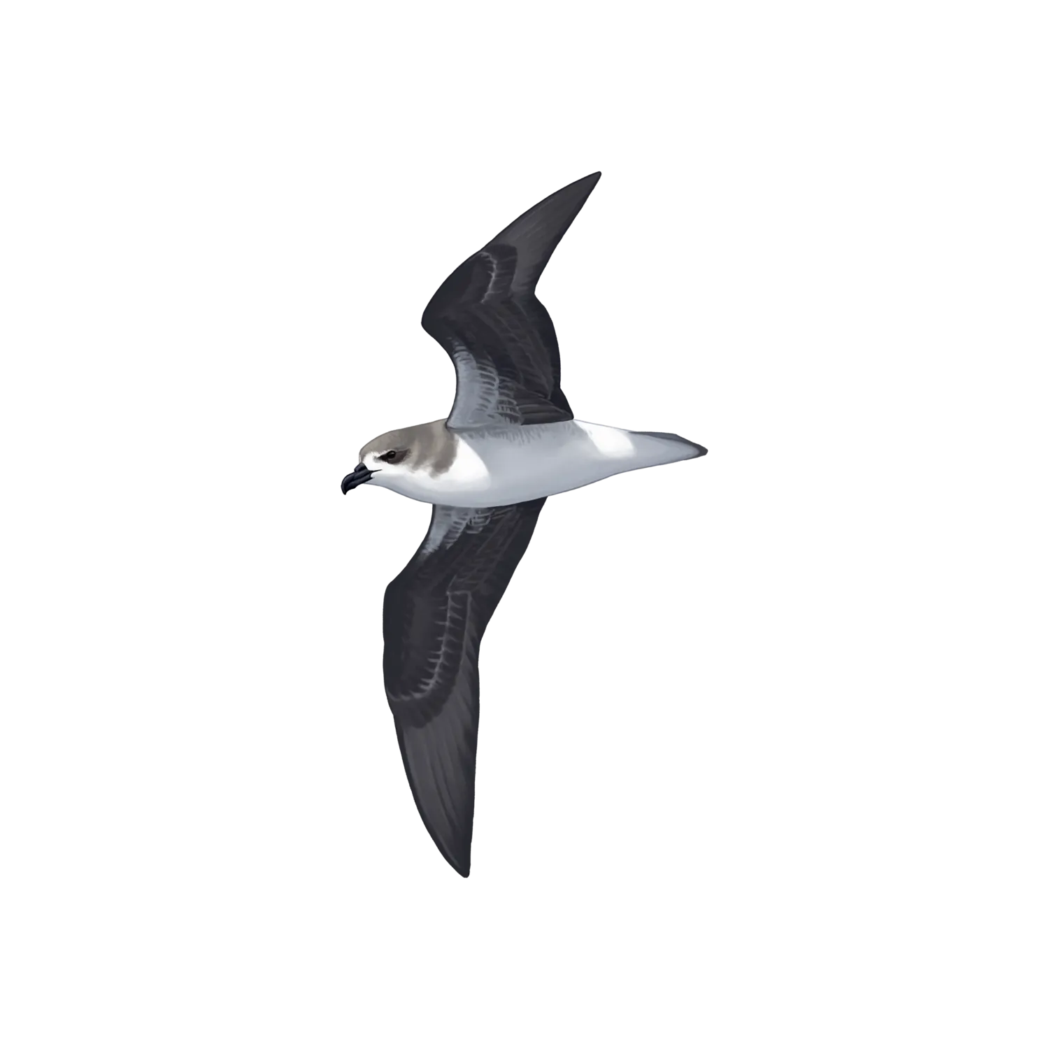Species illustration