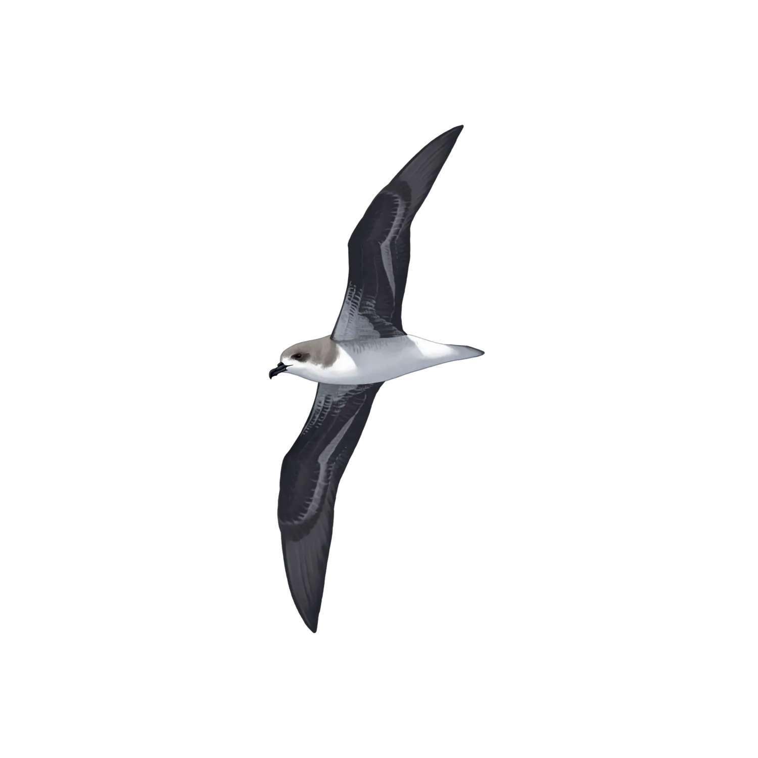 Species illustration