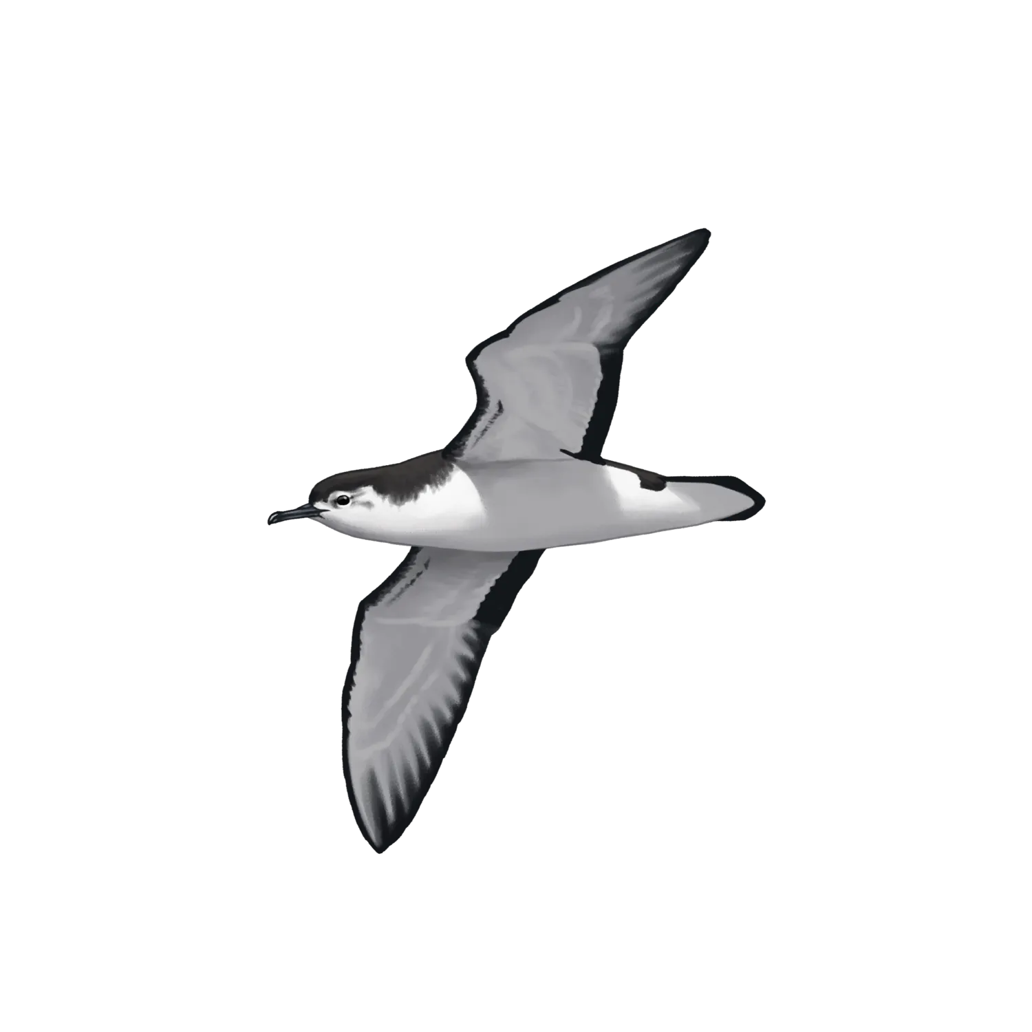 Species illustration