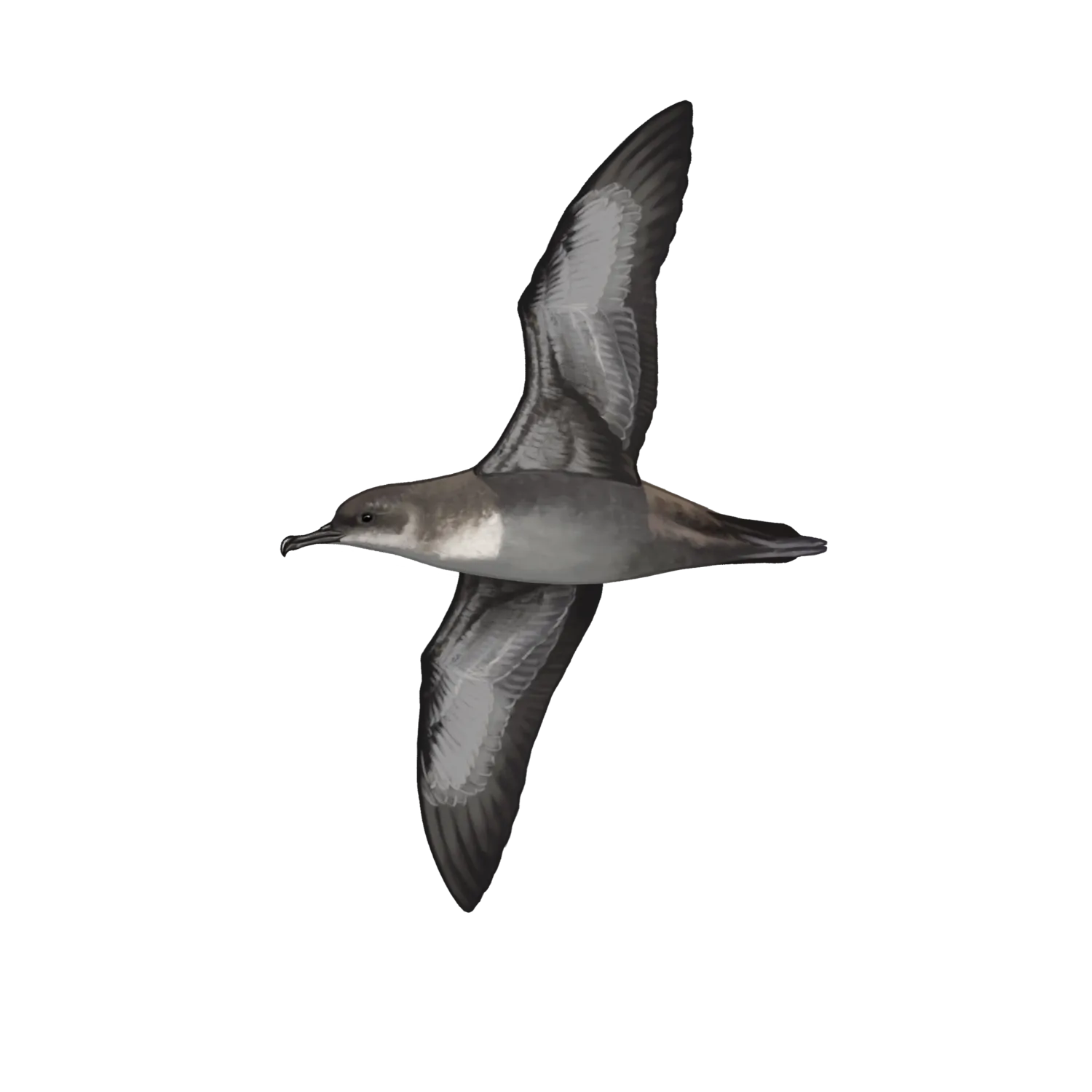 Species illustration