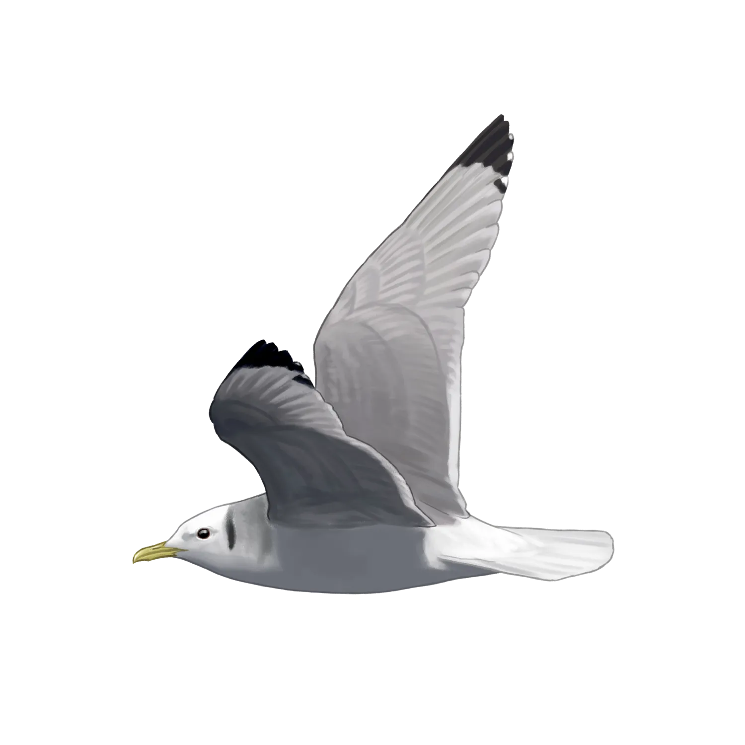 Species illustration