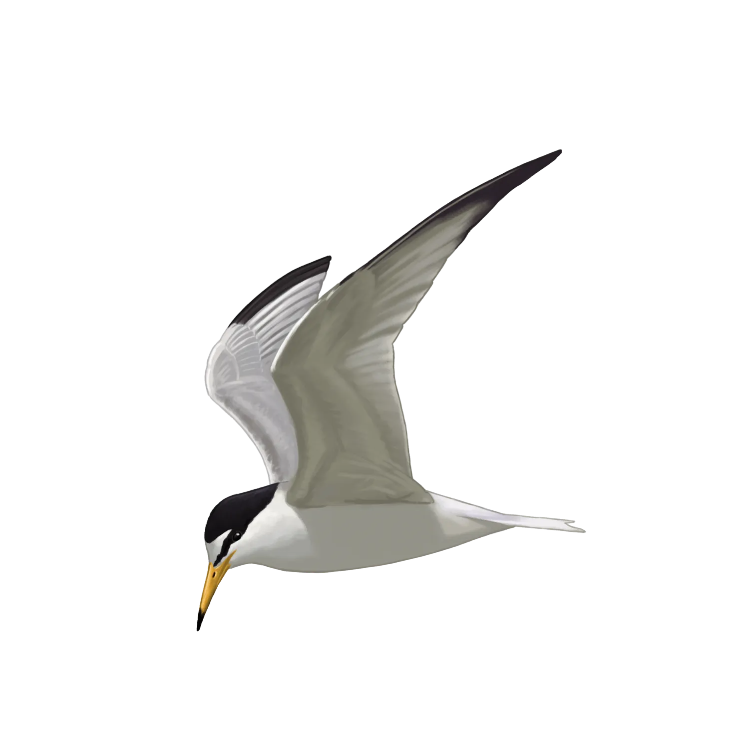 Species illustration