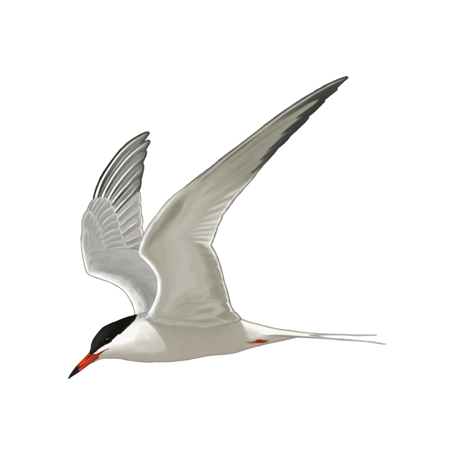 Species illustration