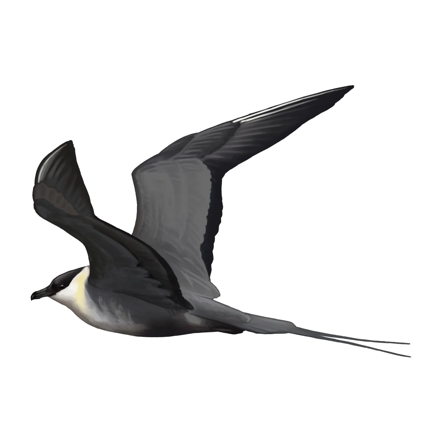 Species illustration
