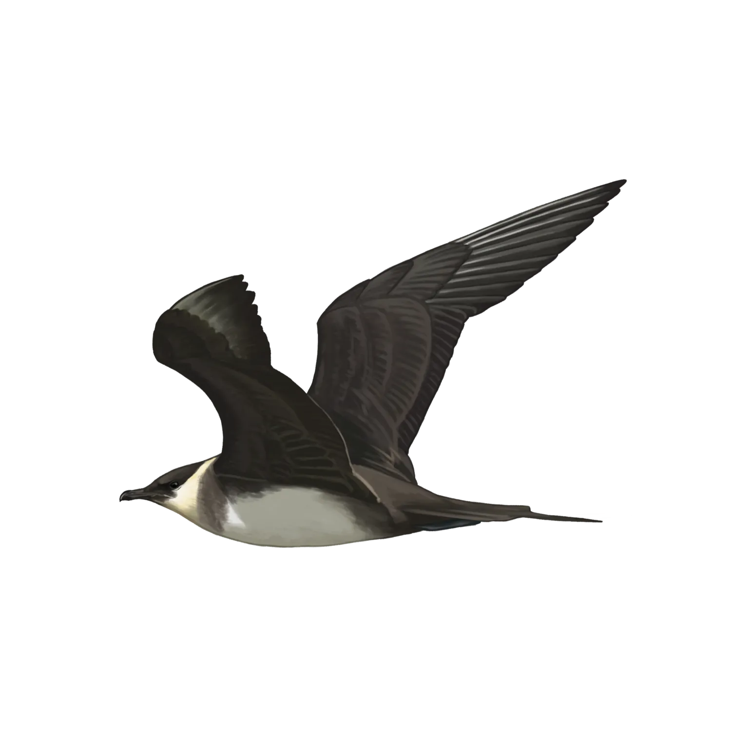 Species illustration