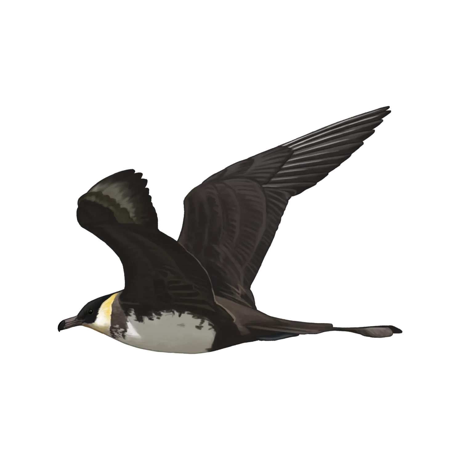 Species illustration