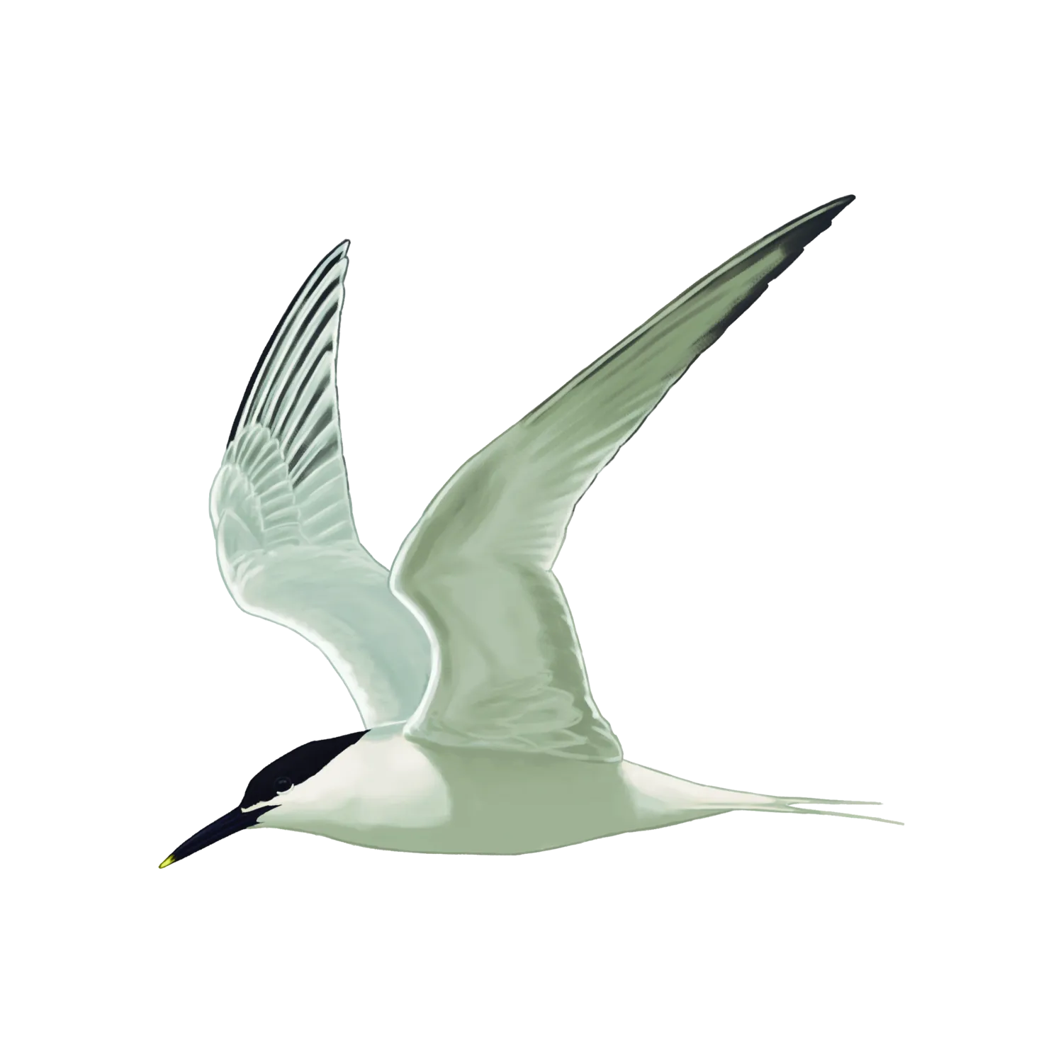 Species illustration