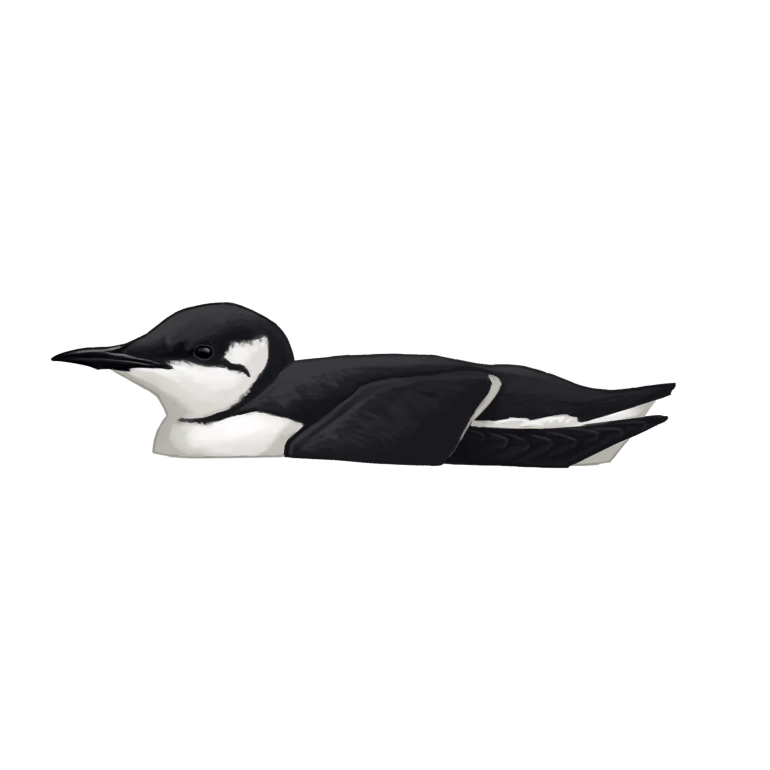 Species illustration