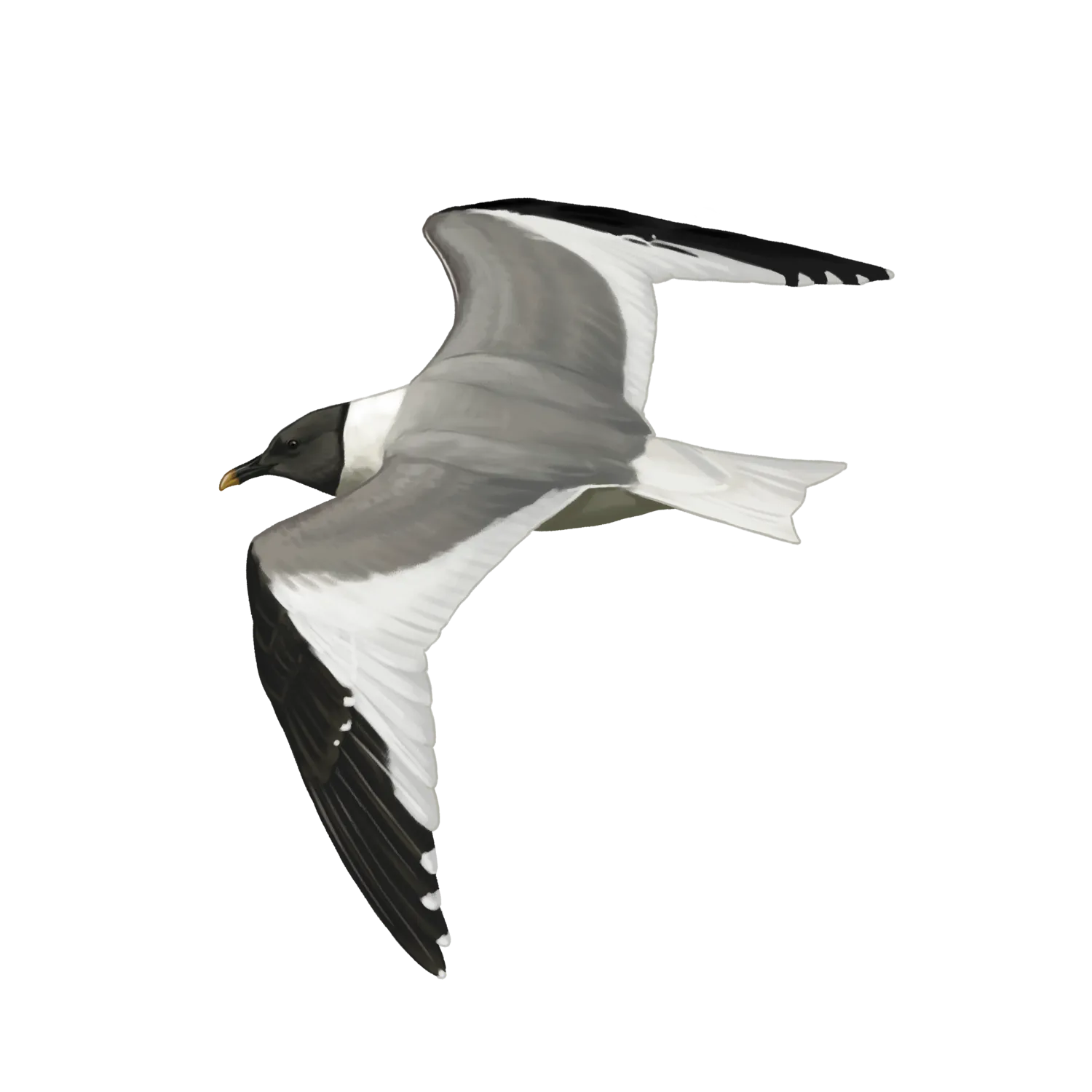 Species illustration