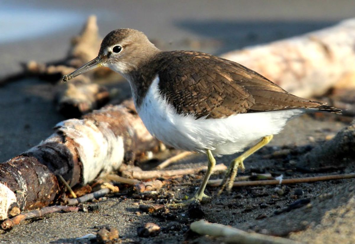 Common Sandpiper walking on sand near the sea, showing brown upperparts and pale underparts.