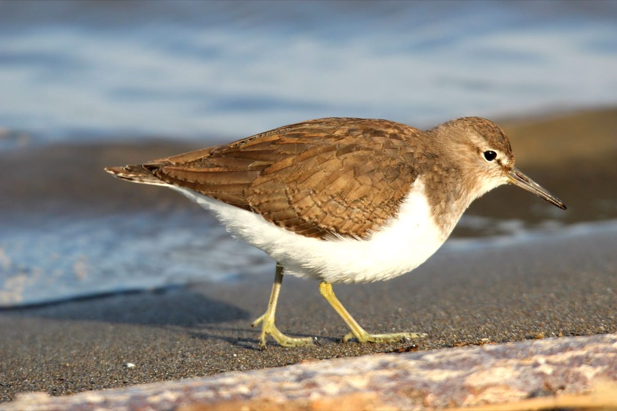 Common Sandpiper walking along the intertidal zone, showing subtle brown and white plumage and characteristic teetering posture.