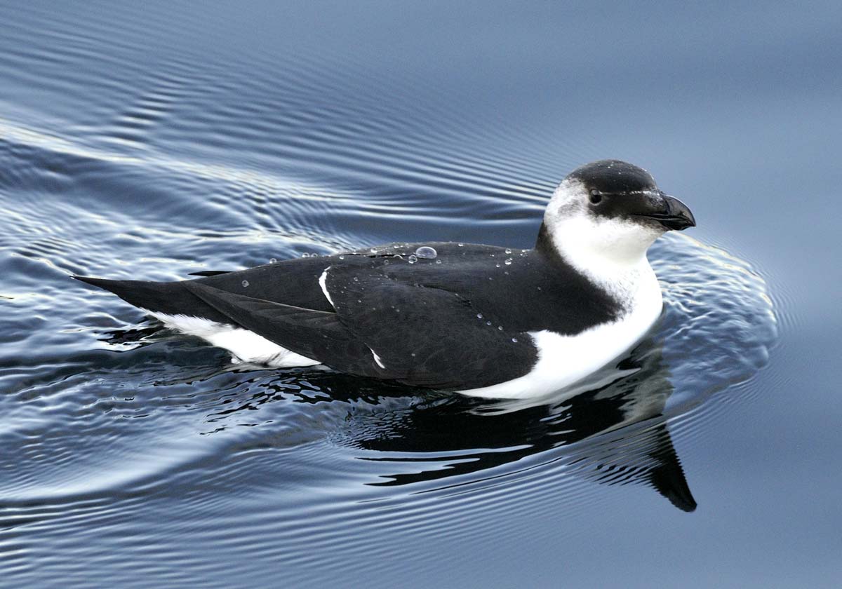 Razorbill on the water, showing typical plumage with dark upperparts and white underparts.