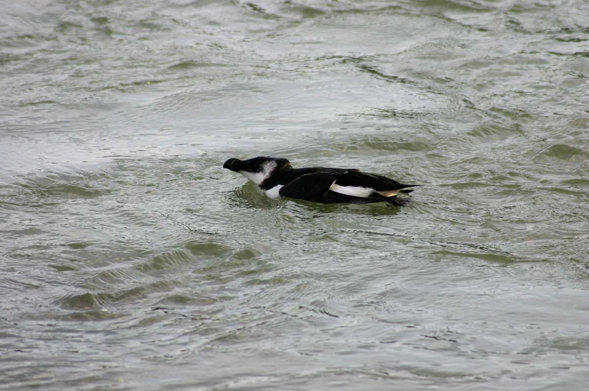 Razorbill resting on the water, showing characteristic plumage and a slender body floating at the surface.