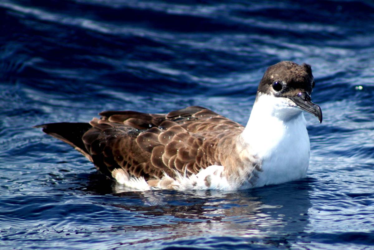 Great Shearwater resting on the water after a dive