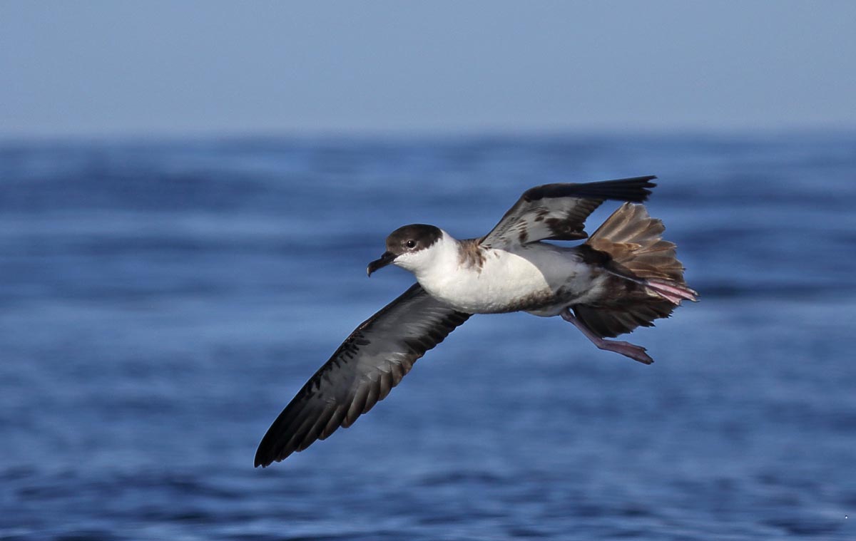 Great Shearwater flying over the sea, showing the dark cap on the head.