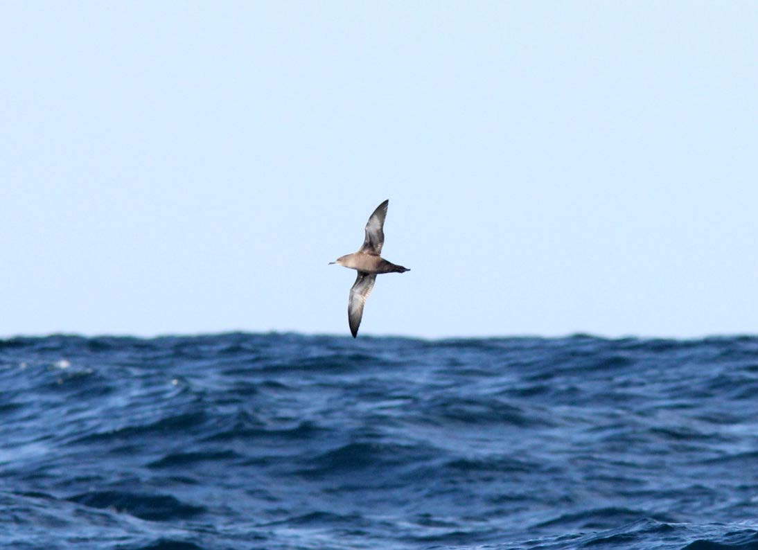 Sooty Shearwater flying over the sea.