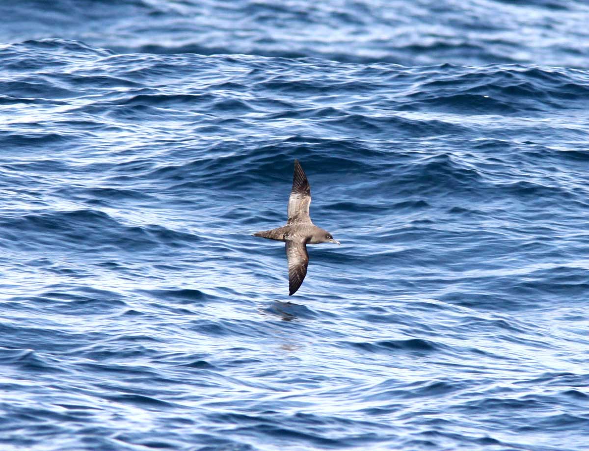 Sooty Shearwater flying low over the sea.