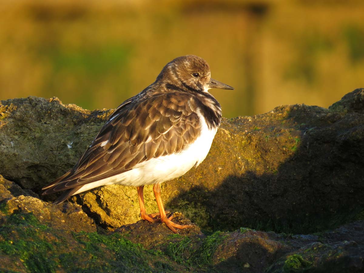 Ruddy Turnstone adult in winter plumage, perched on a rock, showing mottled brown and white upperparts with a paler head.