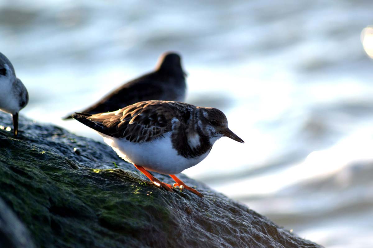 Ruddy Turnstone adult in winter plumage, perched on a coastal rock, showing contrasting brown and white patterning on the back and wings.