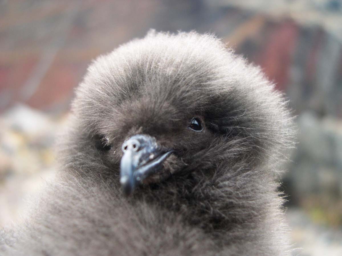 Bulwer’s Petrel chick a few weeks old in the nest.