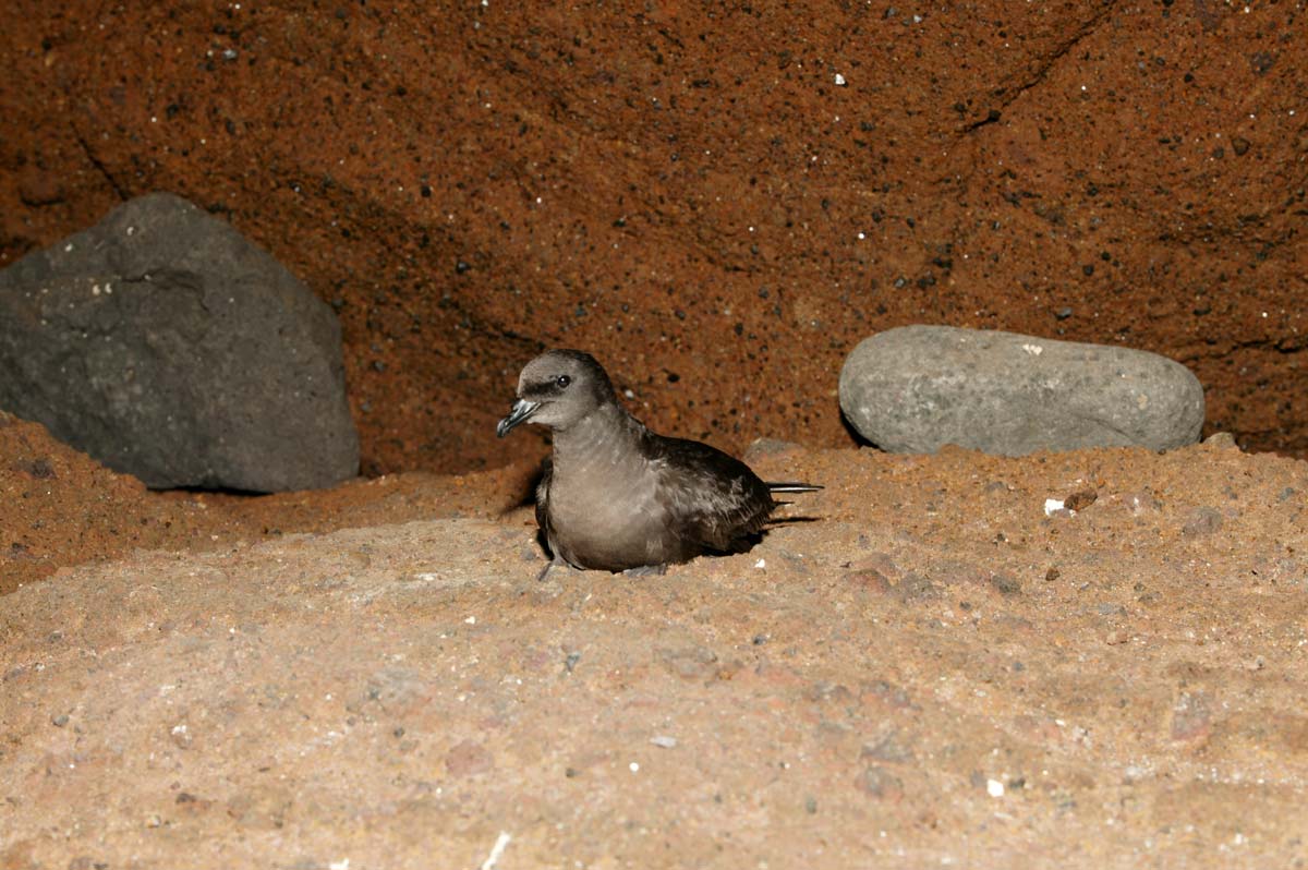 Adult Bulwer’s Petrel perched in the colony.