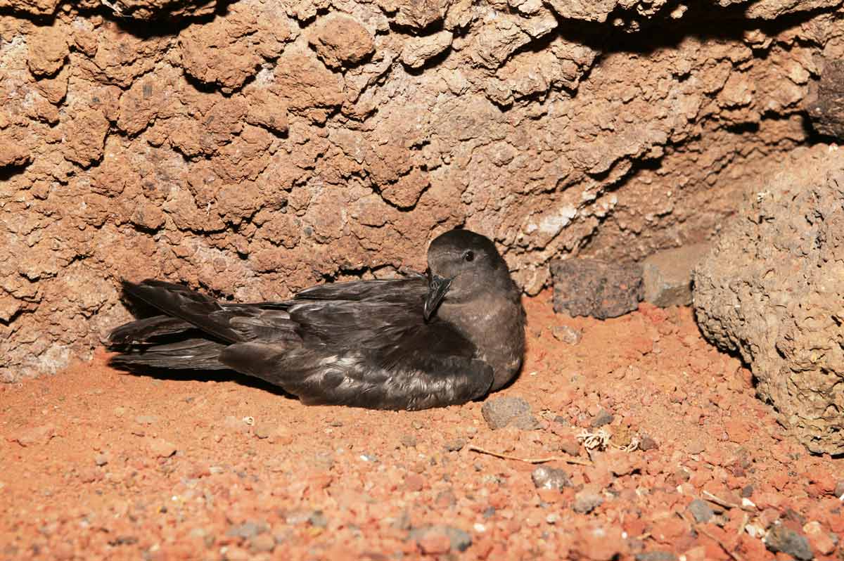 Adult Bulwer’s Petrel perched in the colony.