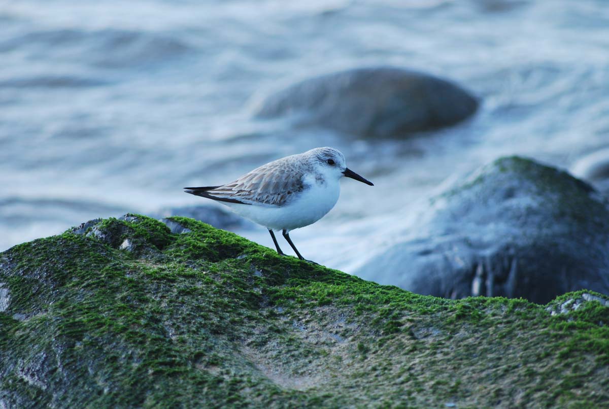 Sanderling perched on a coastal rock in pale winter plumage, showing light grey upperparts and white underparts.