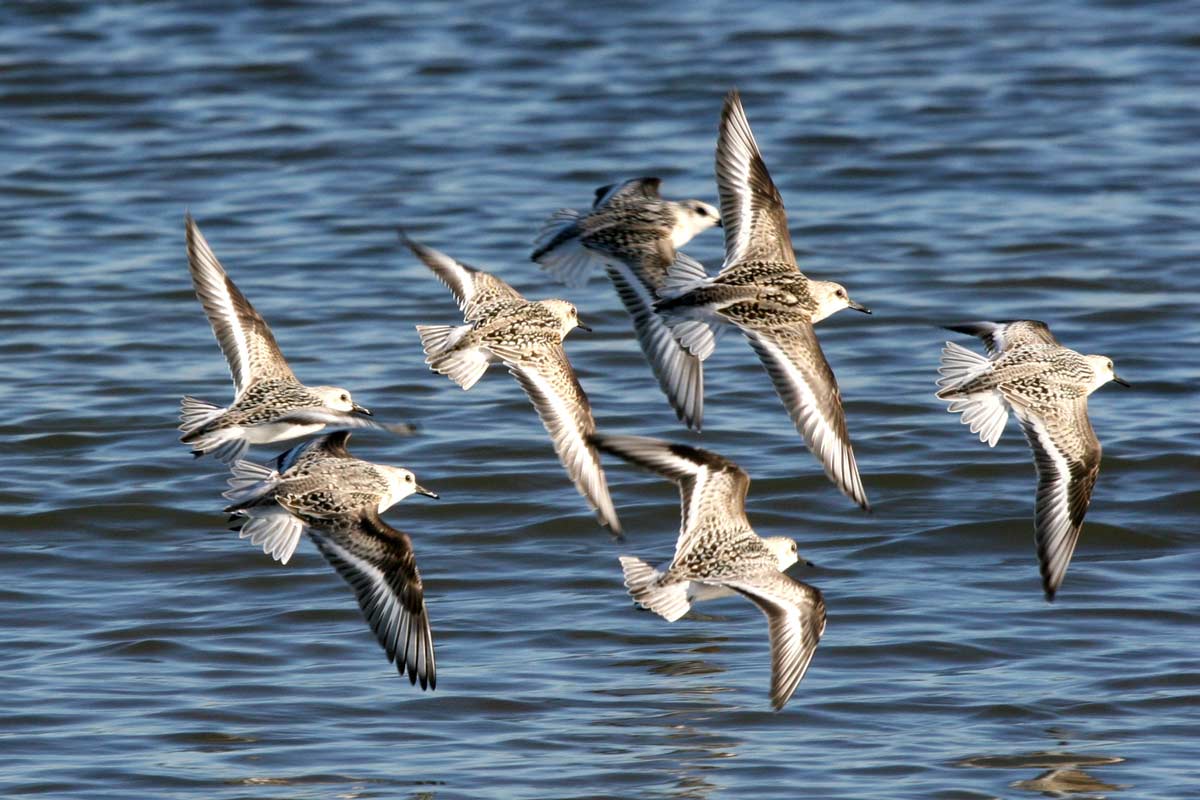 Group of Sanderlings flying along the coastline.
