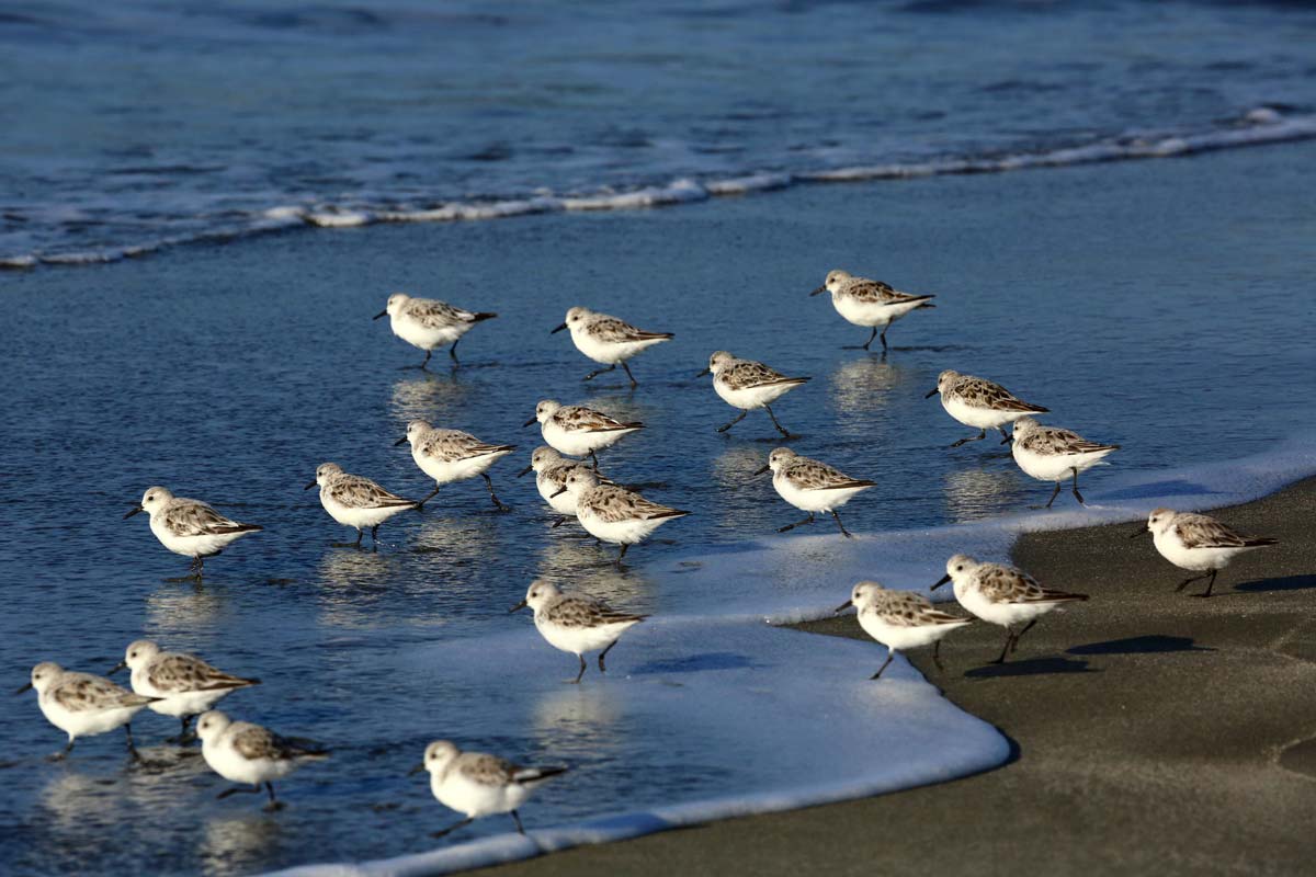 Group of Sanderlings on the sand near the tideline