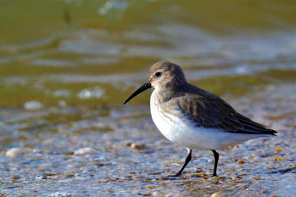Dunlin in winter plumage, resting near the water, showing grey-brown upperparts and pale underparts without a black belly patch.