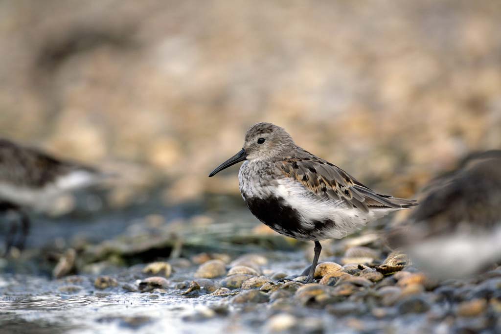 Dunlin in breeding plumage, resting near the water, showing a black belly and rufous-brown upperparts.