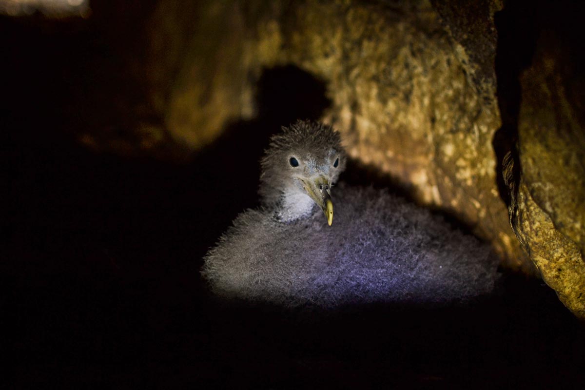 Cory’s Shearwater chick in the nest burrow at night