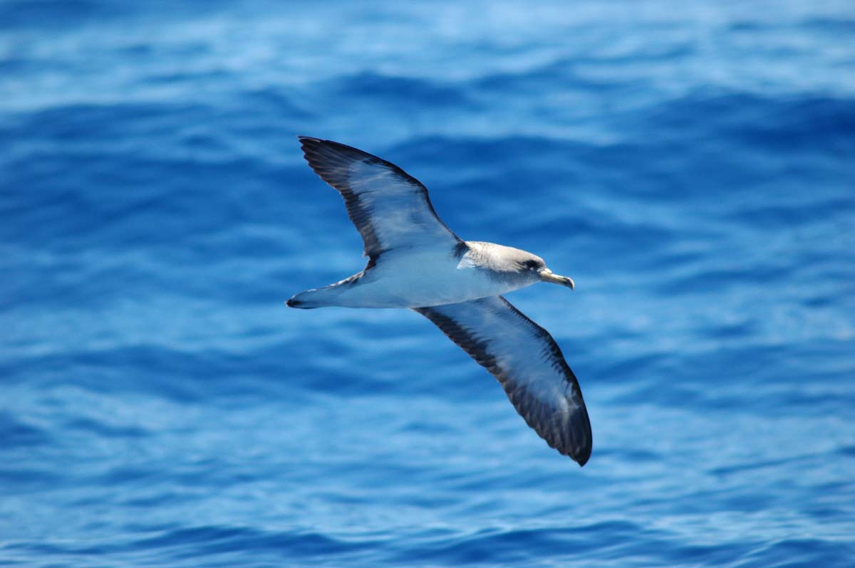 Cory’s Shearwater flying over the sea, showing the underside of the body.