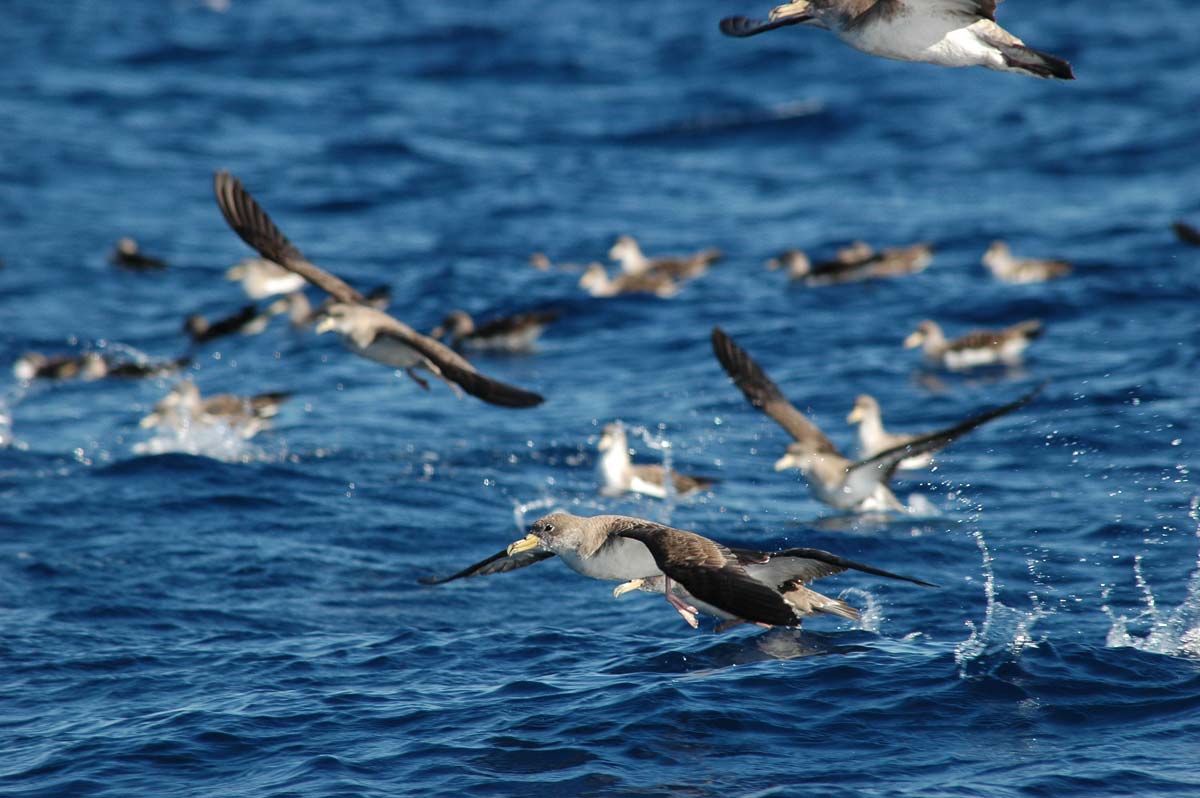 Group of Cory’s Shearwaters on the sea, with some resting and others flying.