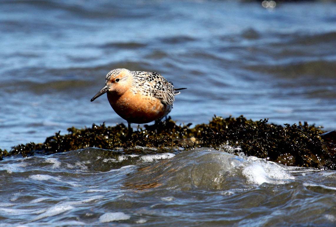 Red Knot in breeding plumage, showing rufous underparts and a grey-brown scaly upperbody.