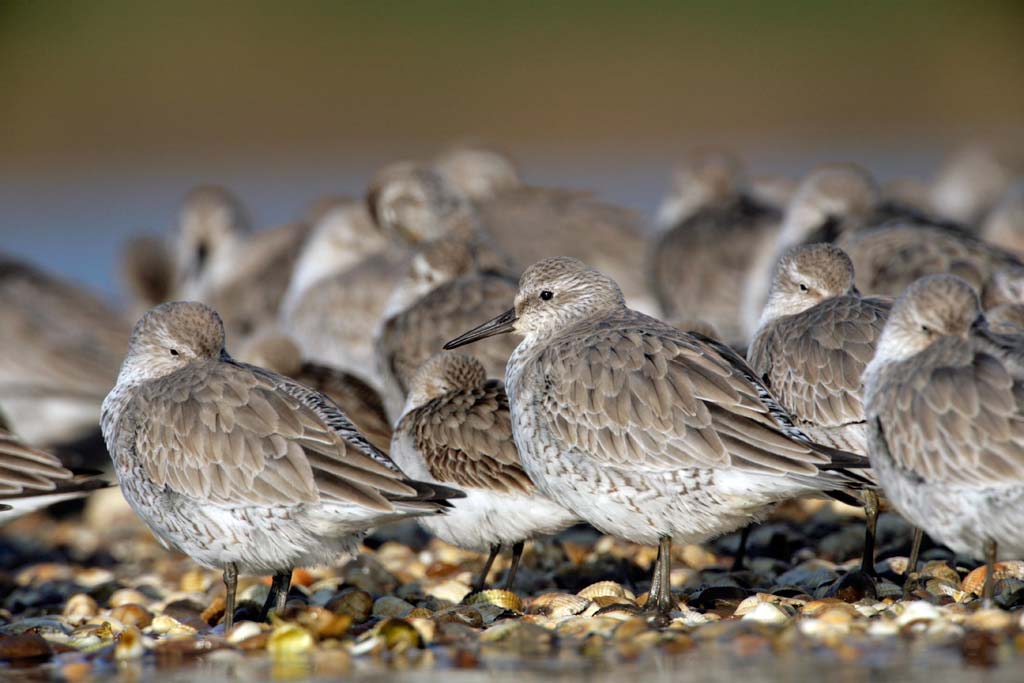 Group of Red Knots in non-breeding plumage, resting in the intertidal zone, showing pale grey and subdued plumage.