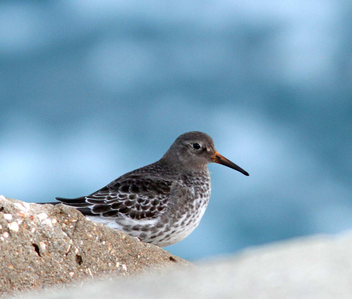 Purple Sandpiper perched on a rock near the water, showing dark grey plumage with brownish tones