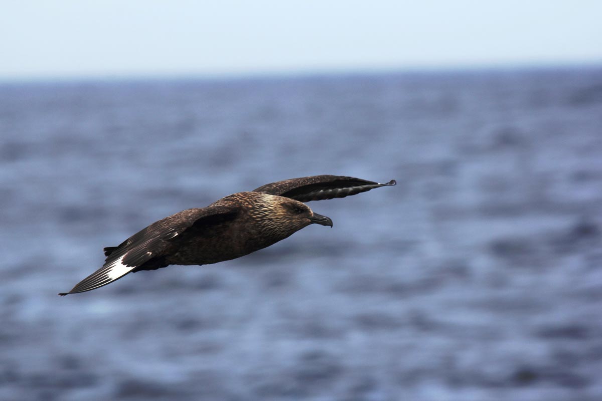 Great Skua in flight, showing dark chocolate-brown mottled plumage with pale straw-colored streaking on the neck and back and prominent white wing flashes.