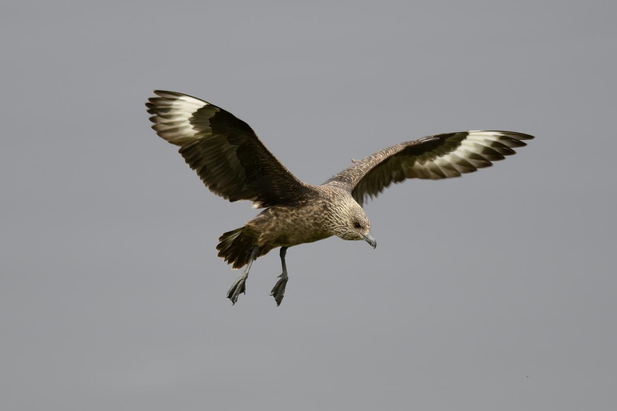 Great Skua in flight over the sea, showing dark mottled brown plumage and white wing patches