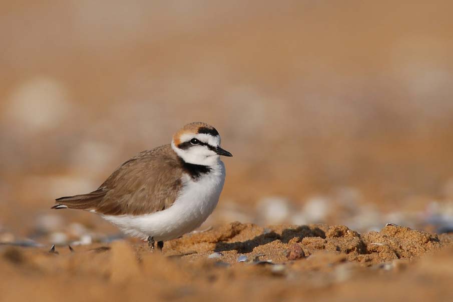 Kentish Plover breeding male on land, showing an incomplete black breast band, pale brown upperparts, and white underparts.
